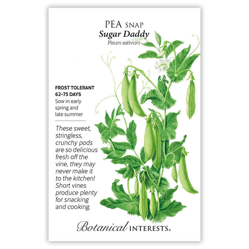 Sugar Daddy Snap Pea Seeds - Image 3