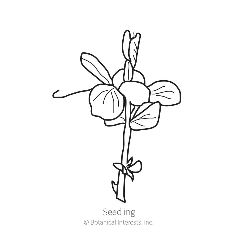 Sugar Snap Snap Pea Seeds - Image 2