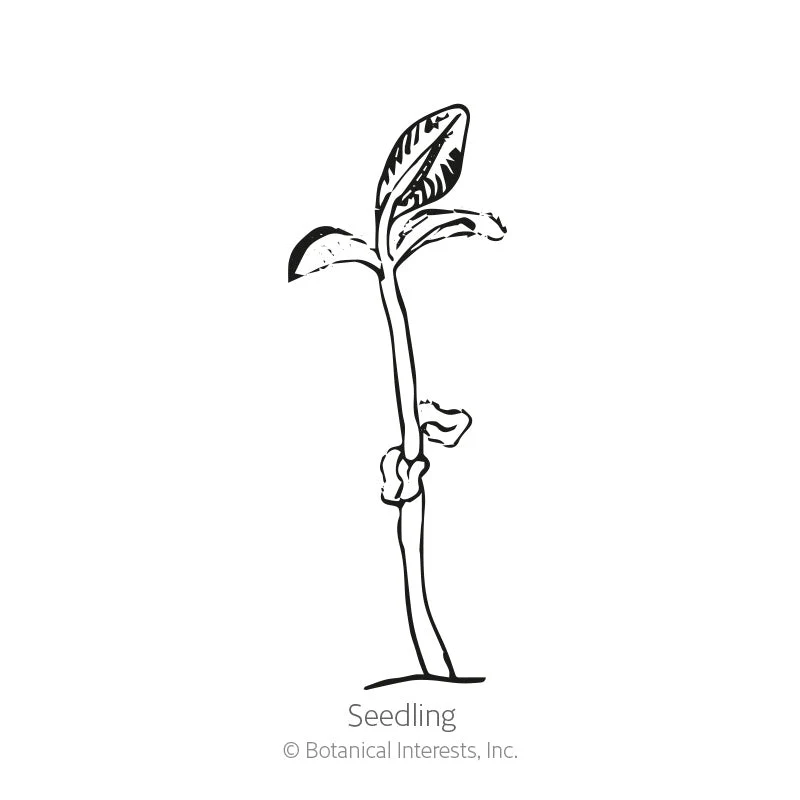 Summer Savory Seeds - Image 2