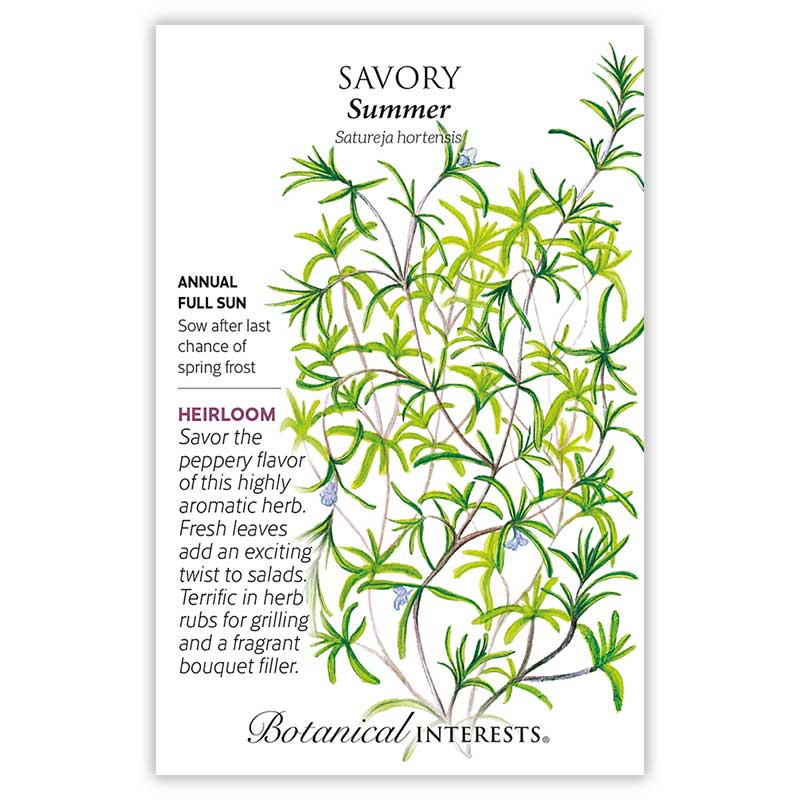 Summer Savory Seeds - Image 3