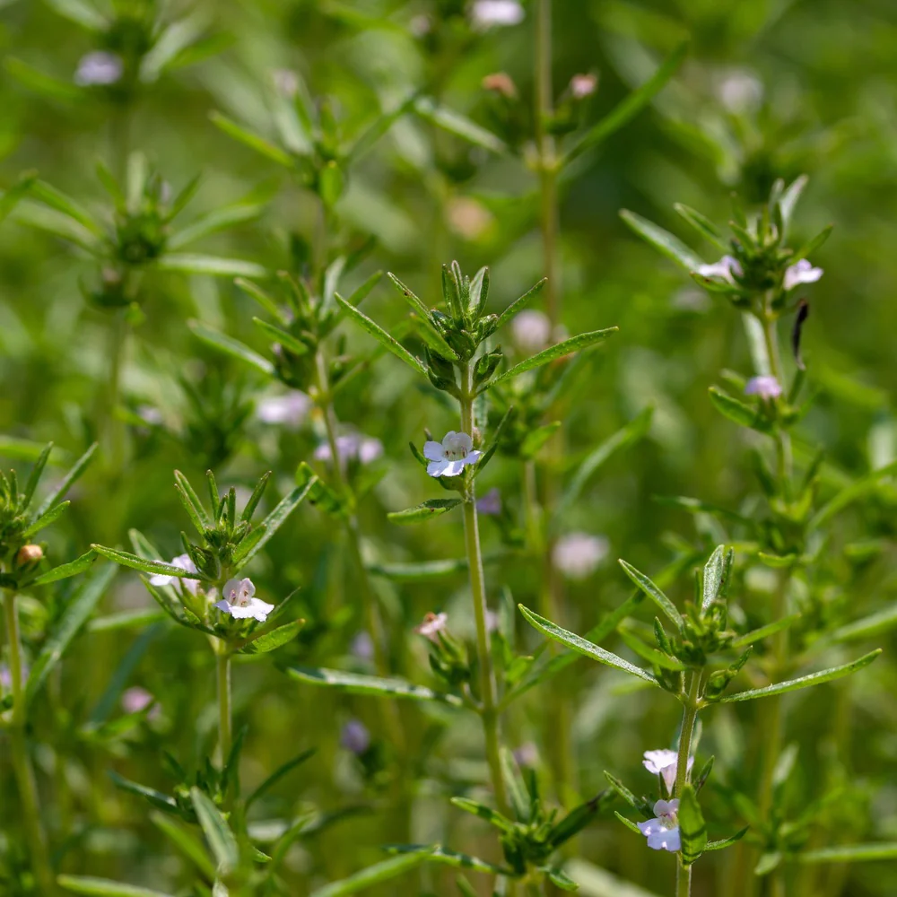 Summer Savory Seeds - Image 4