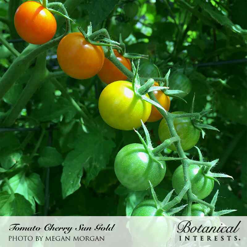 Sun Gold Pole Cherry Tomato Seeds - Image 4