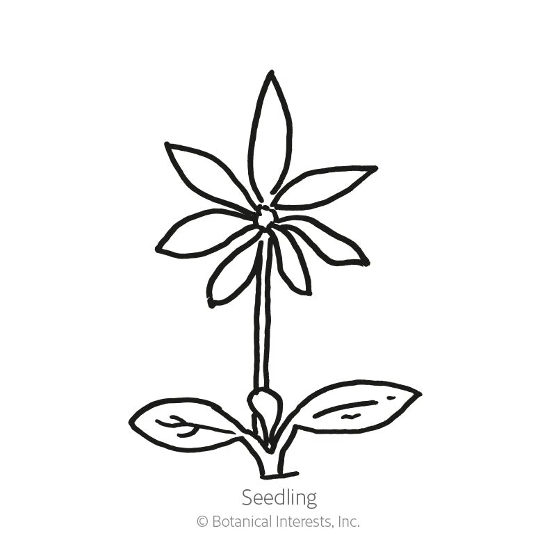 Sundial Lupine Bluebonnet Seeds - Image 2