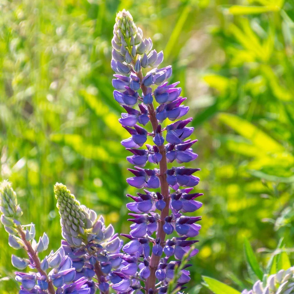 Sundial Lupine Bluebonnet Seeds - Image 4