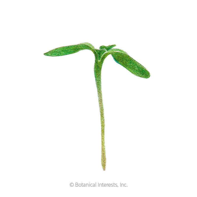 Sunflower Microgreens Seeds - Image 2