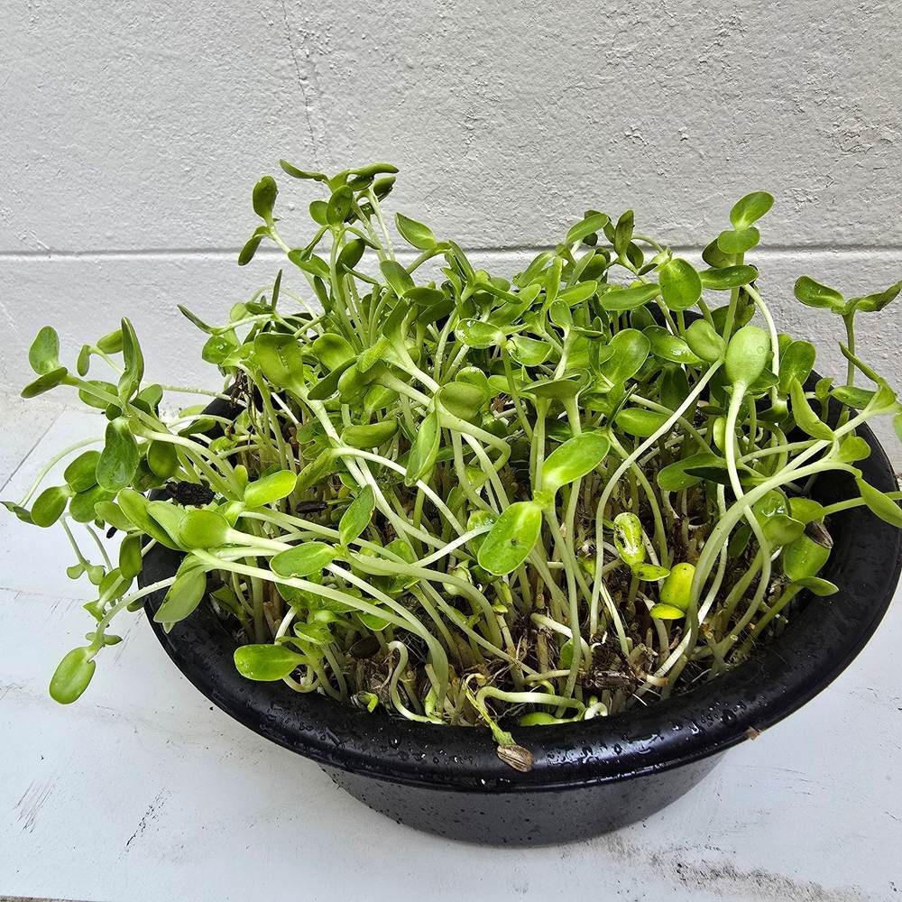 Sunflower Microgreens Seeds - Image 4