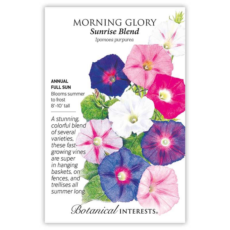 Sunrise Blend Morning Glory Seeds - Image 3