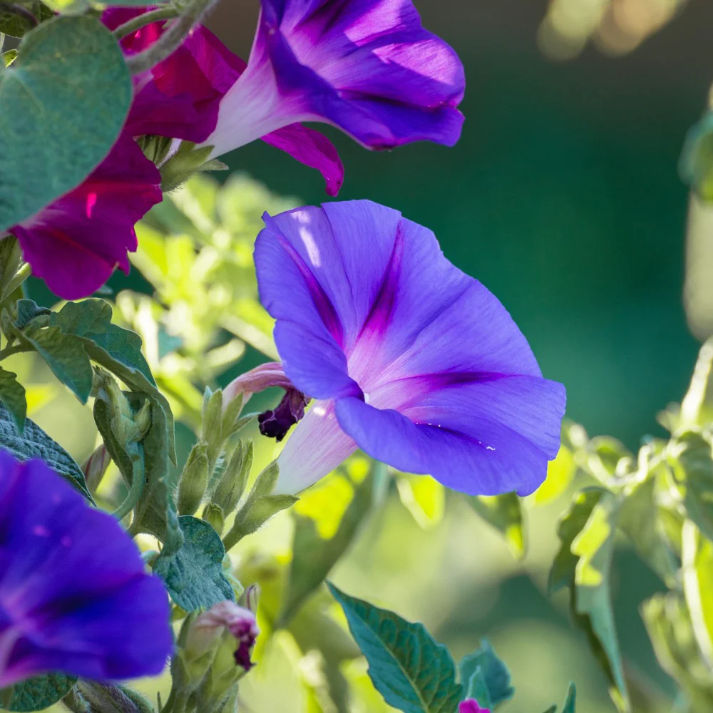 Sunrise Blend Morning Glory Seeds - Image 4
