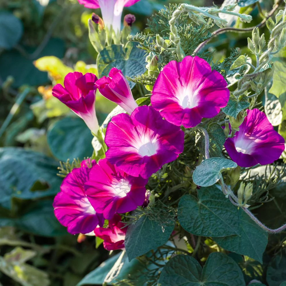 Sunrise Blend Morning Glory Seeds - Image 5