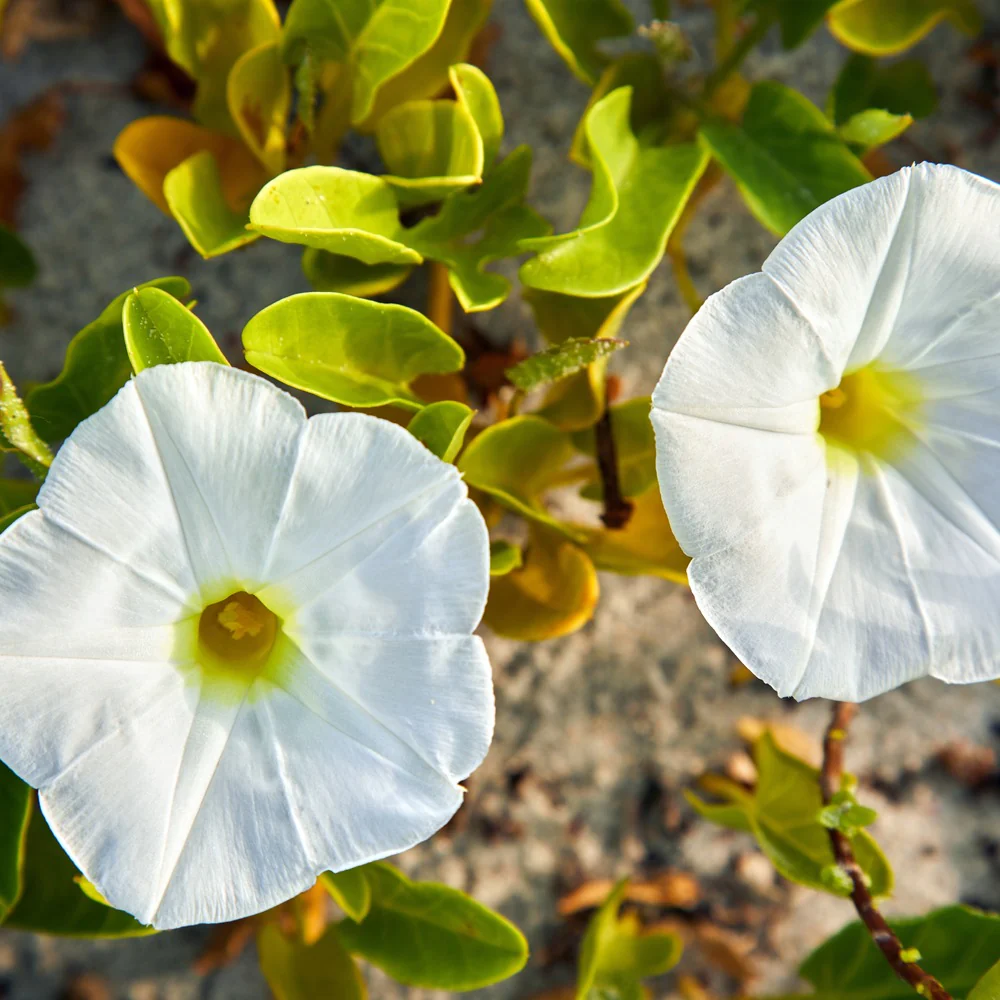 Sunrise Blend Morning Glory Seeds - Image 6