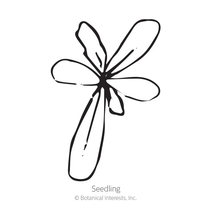 Sunshine Blend Gazania Seeds - Image 2