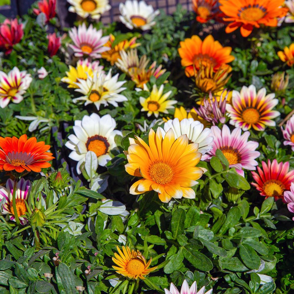 Sunshine Blend Gazania Seeds - Image 4