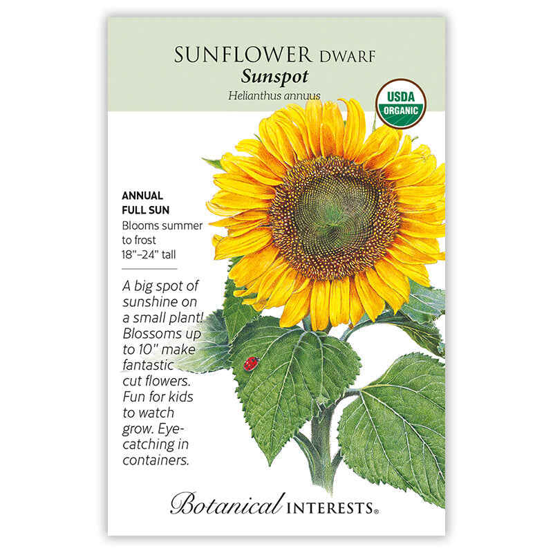 Sunspot Dwarf Sunflower Seeds - Image 3