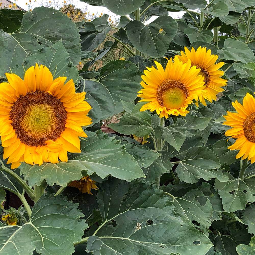 Sunspot Dwarf Sunflower Seeds - Image 5