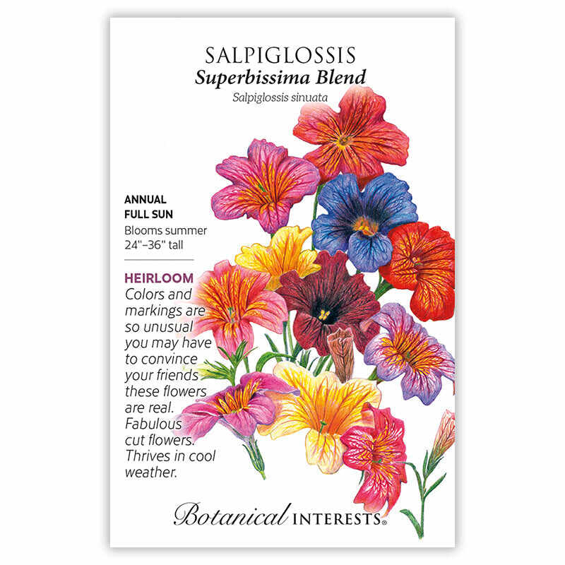 Superbissima Blend Salpiglossis Seeds - Image 3
