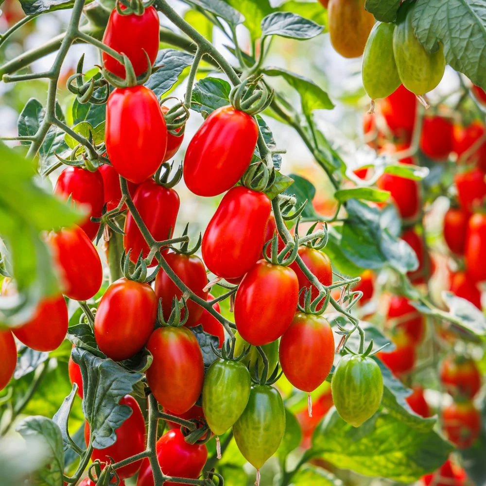 Supremo Bush Roma Tomato Seeds - Image 4