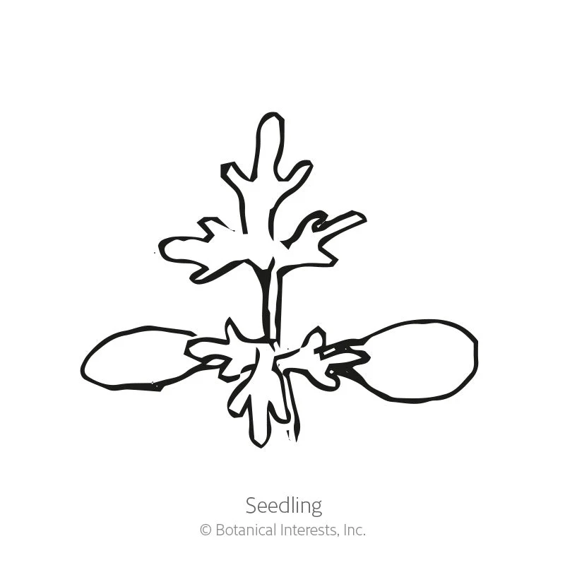 Sweet Annie Seeds - Image 2