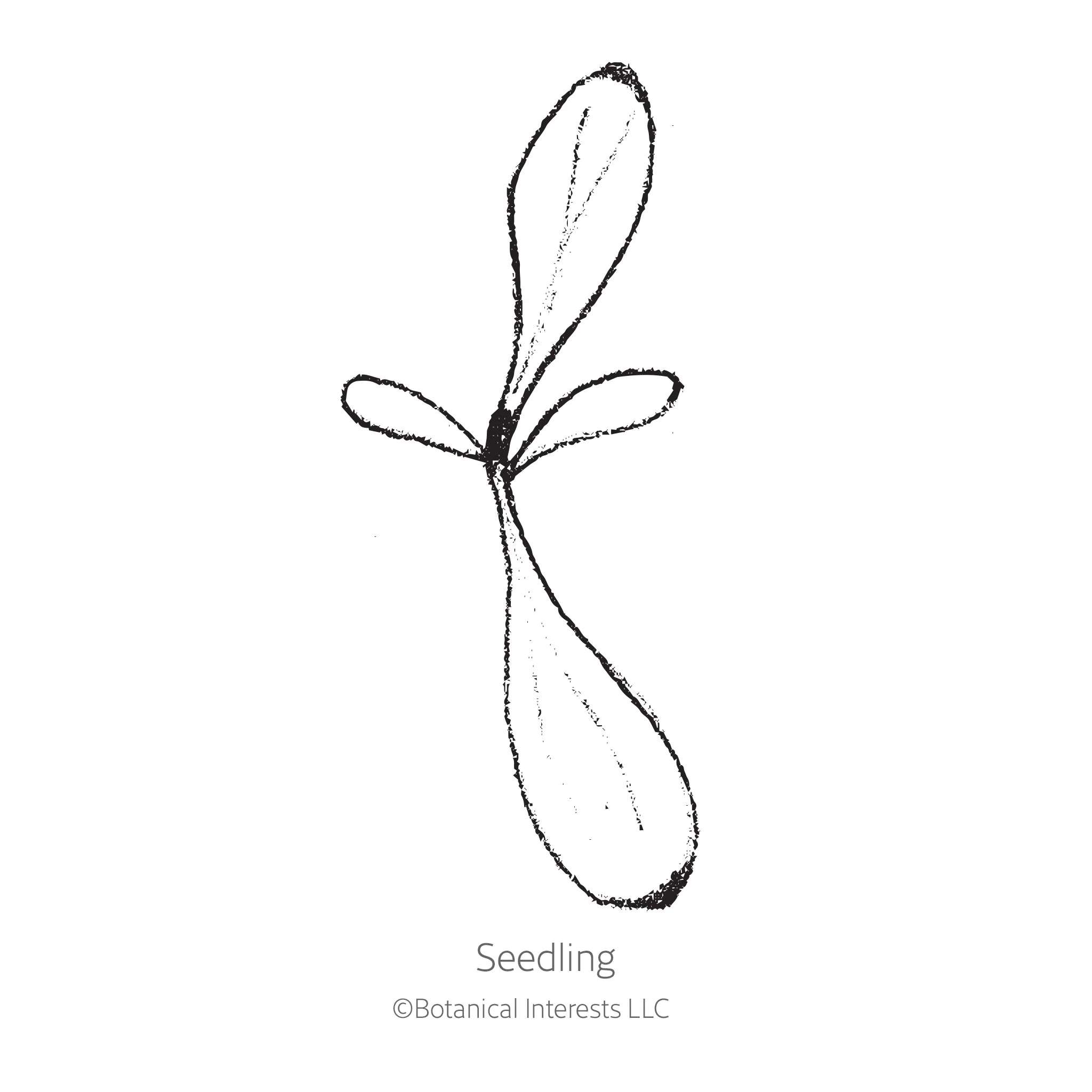 Sweet Rose Magic Sweet William Seeds - Image 2