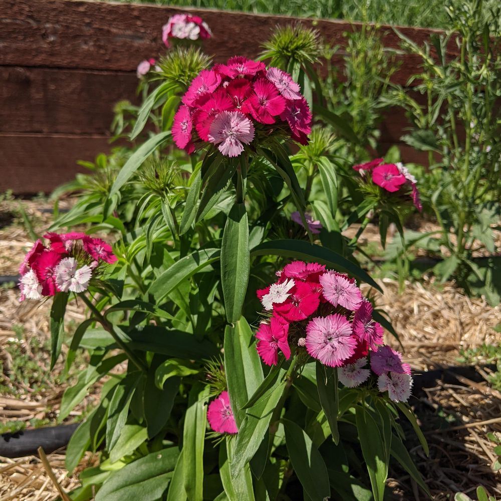 Sweet Rose Magic Sweet William Seeds - Image 4