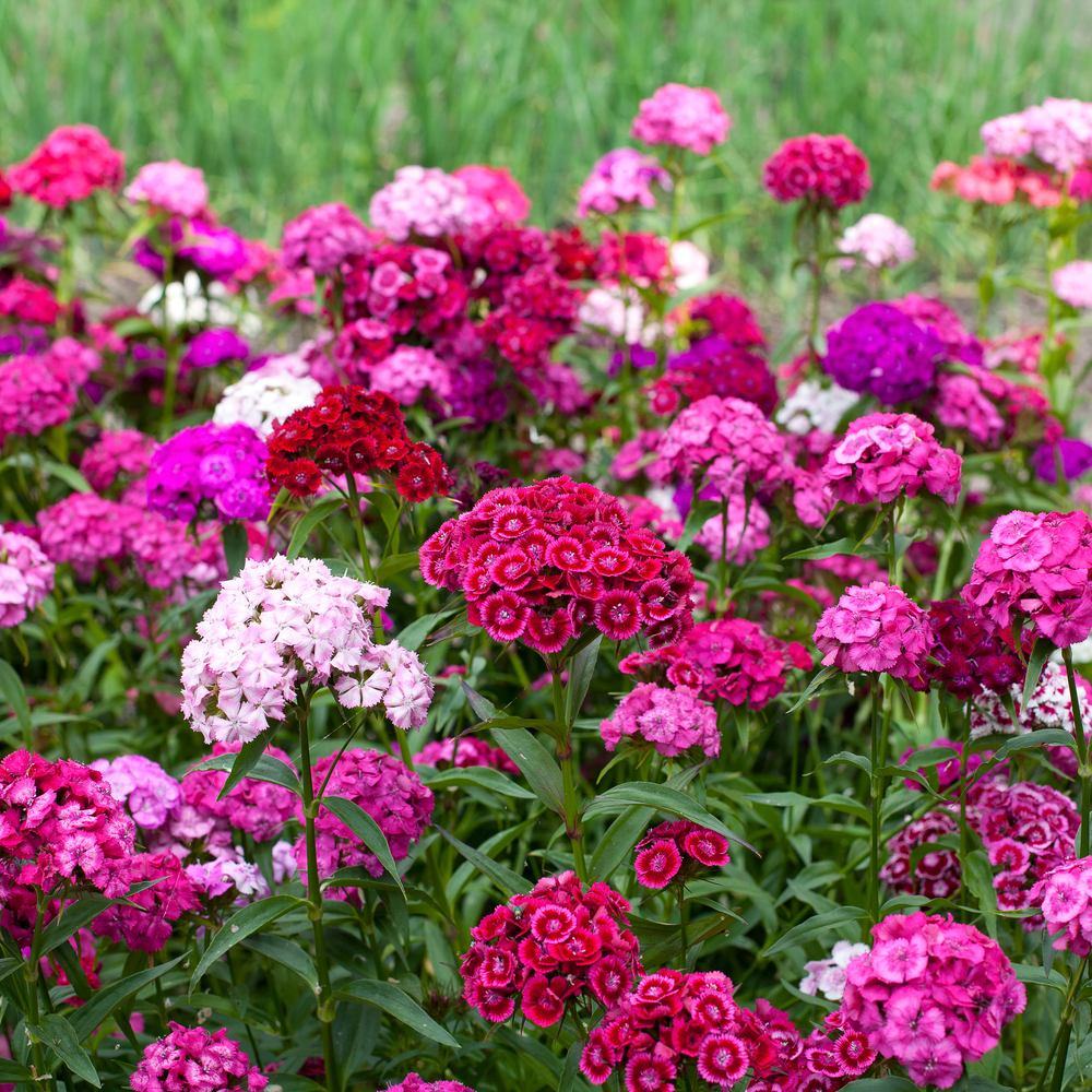 Sweet Rose Magic Sweet William Seeds - Image 5