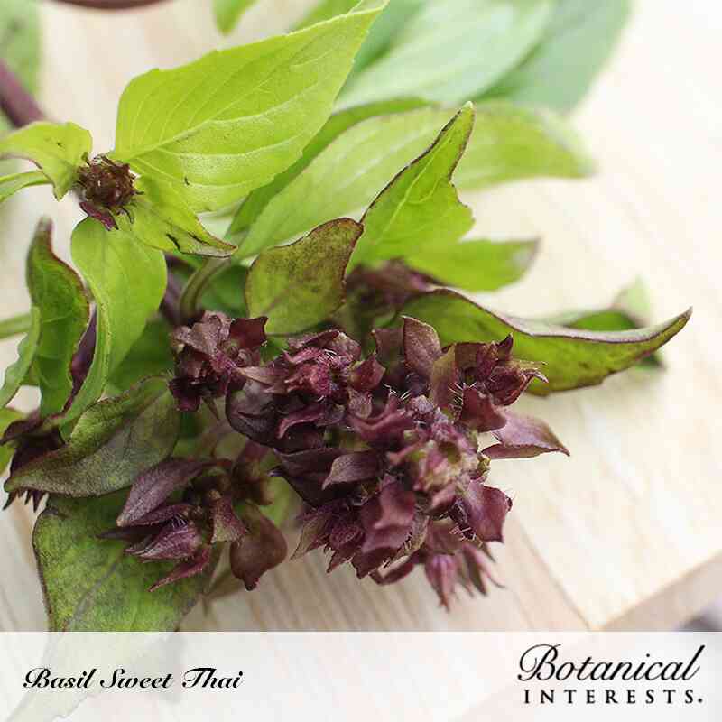 Sweet Thai Basil Seeds - Image 4