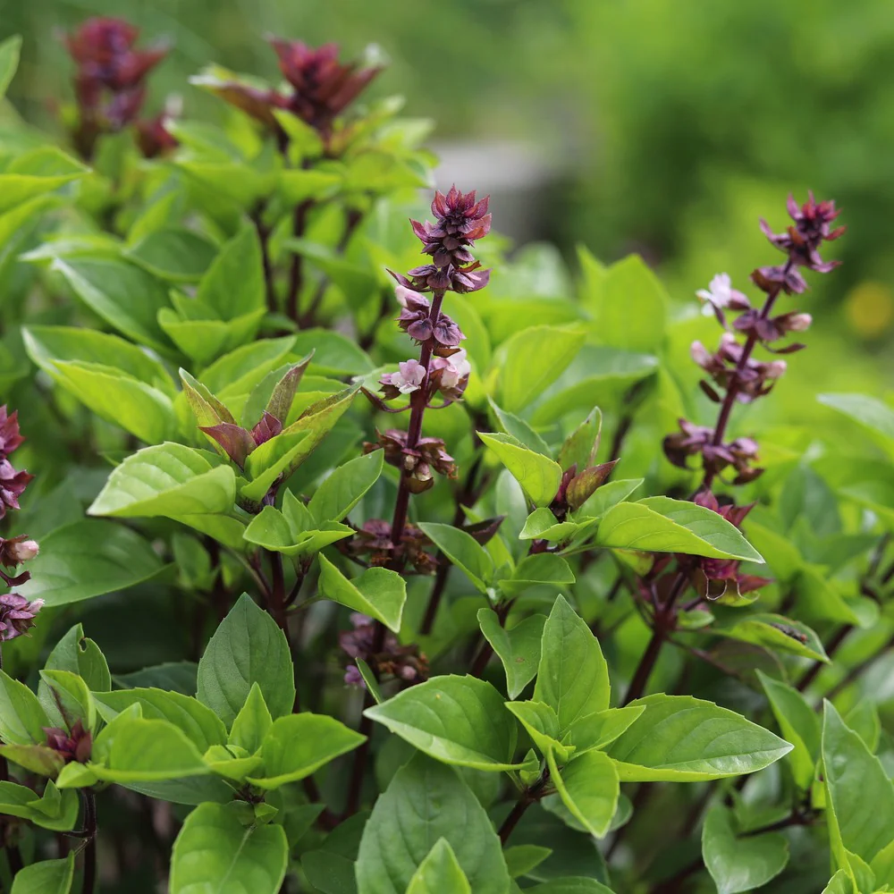 Sweet Thai Basil Seeds - Image 5
