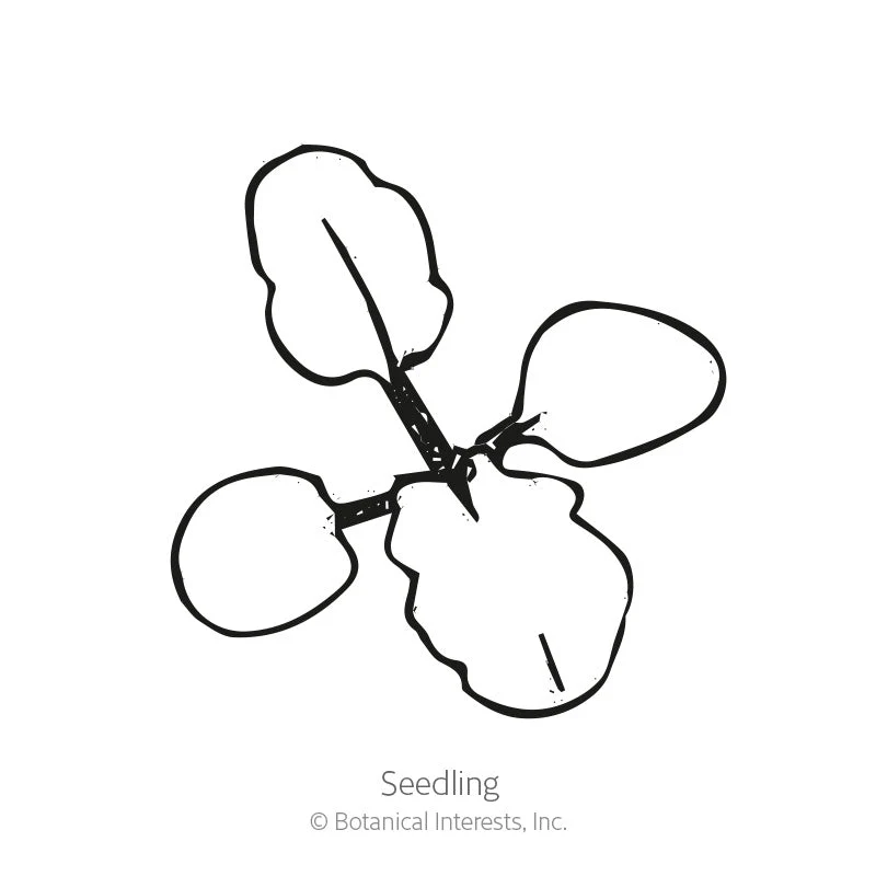 Swiss Giants Blend Pansy Seeds - Image 2