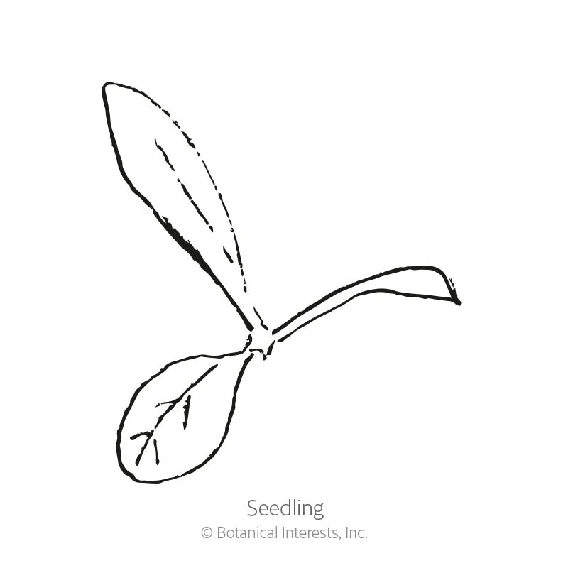 Swiss Giants Blend Strawflower Seeds - Image 2