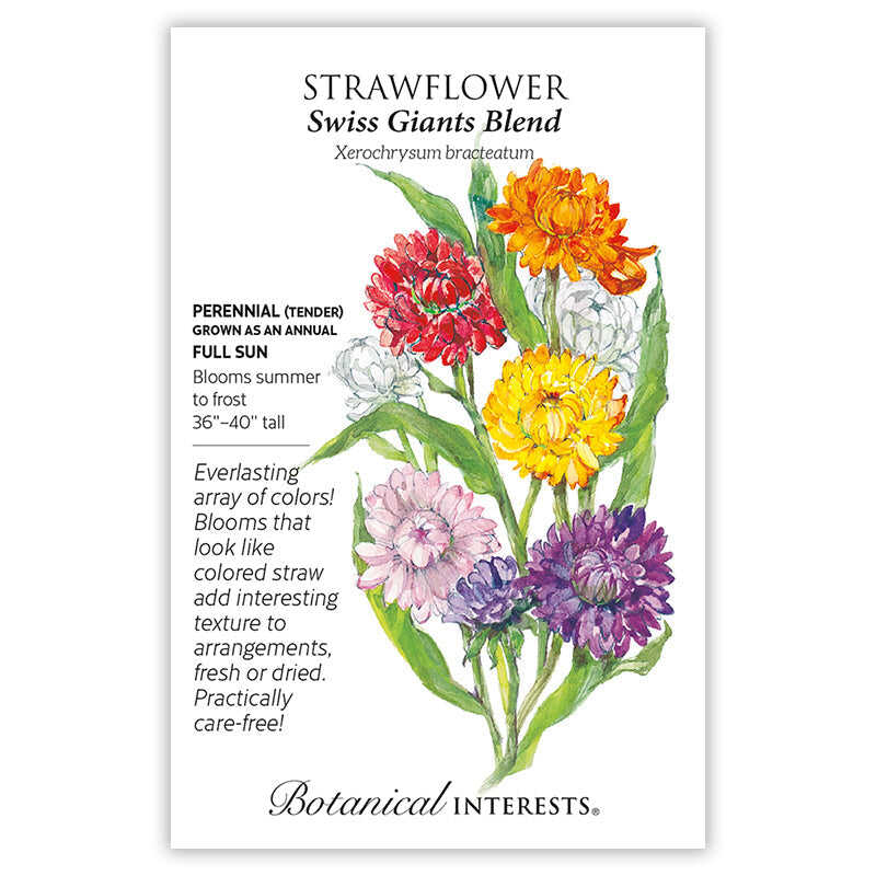Swiss Giants Blend Strawflower Seeds - Image 3