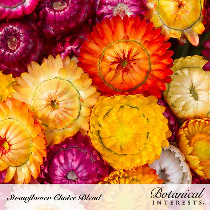 Swiss Giants Blend Strawflower Seeds - Image 4