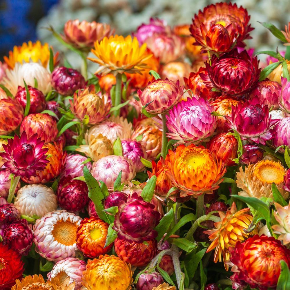 Swiss Giants Blend Strawflower Seeds - Image 5