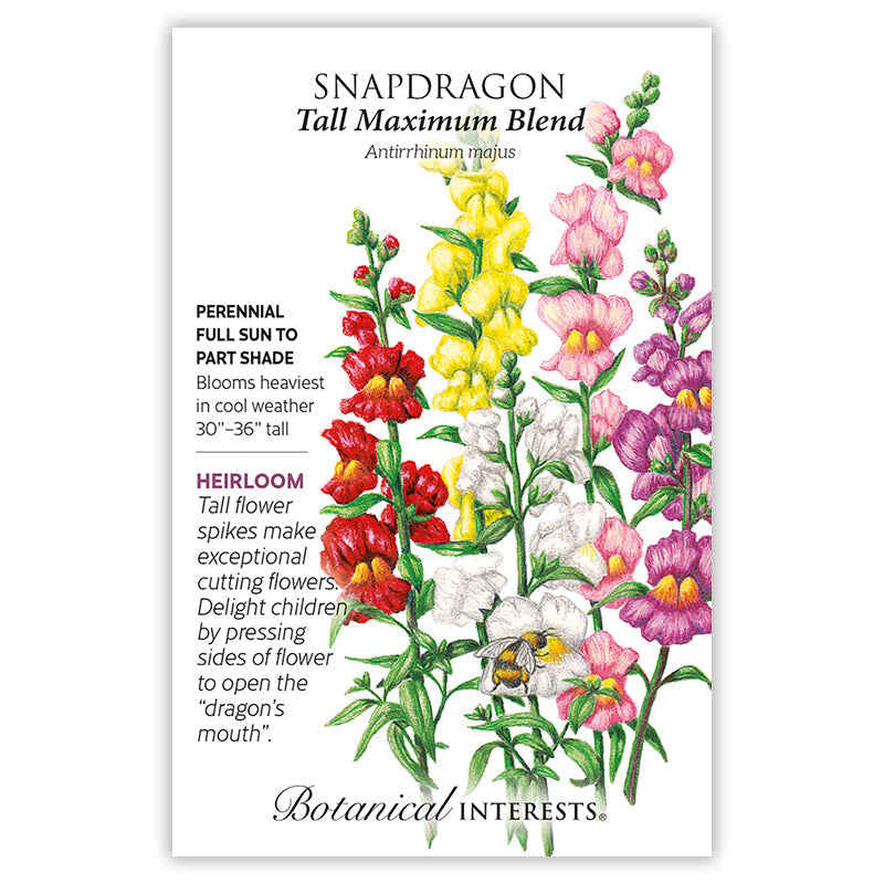 Tall Maximum Blend Snapdragon Seeds - Image 4
