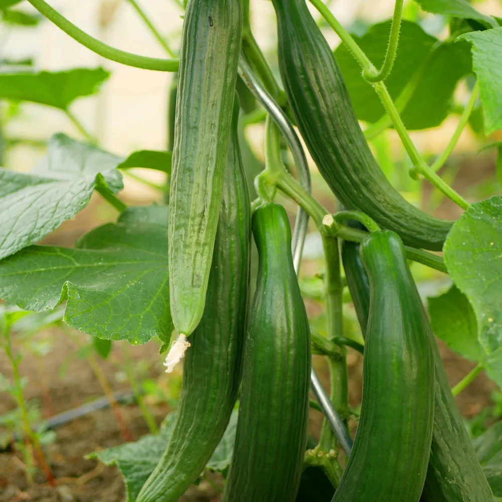 Tasty Green Cucumber Seeds - Image 4
