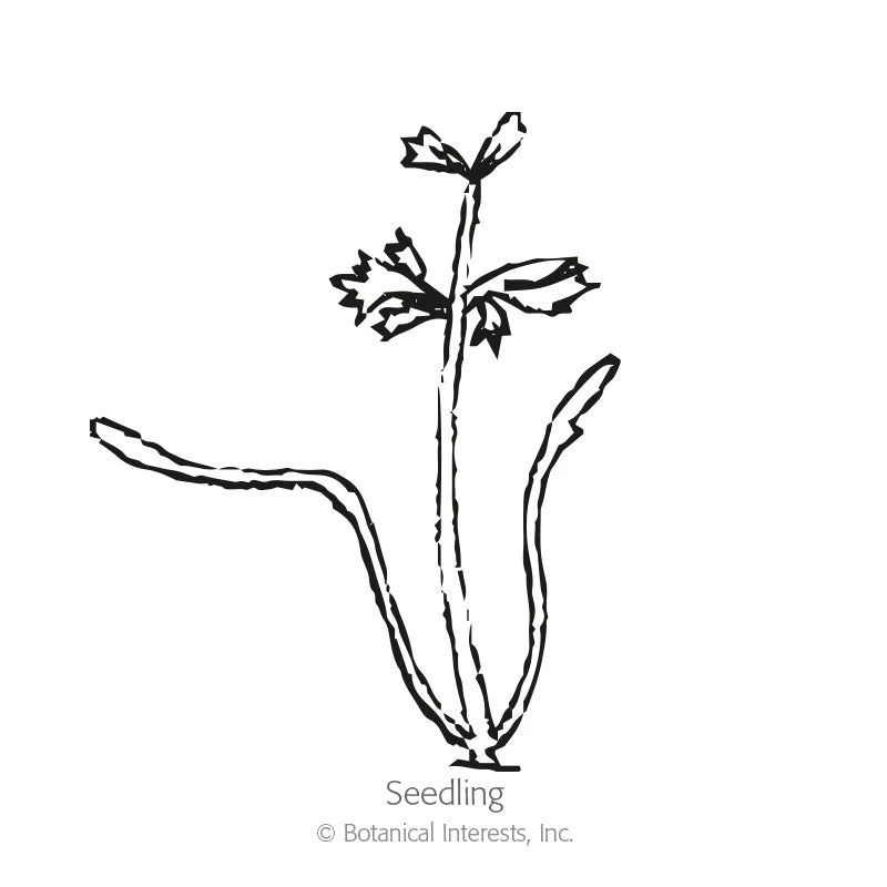 Tendersweet Carrot Seeds - Image 2