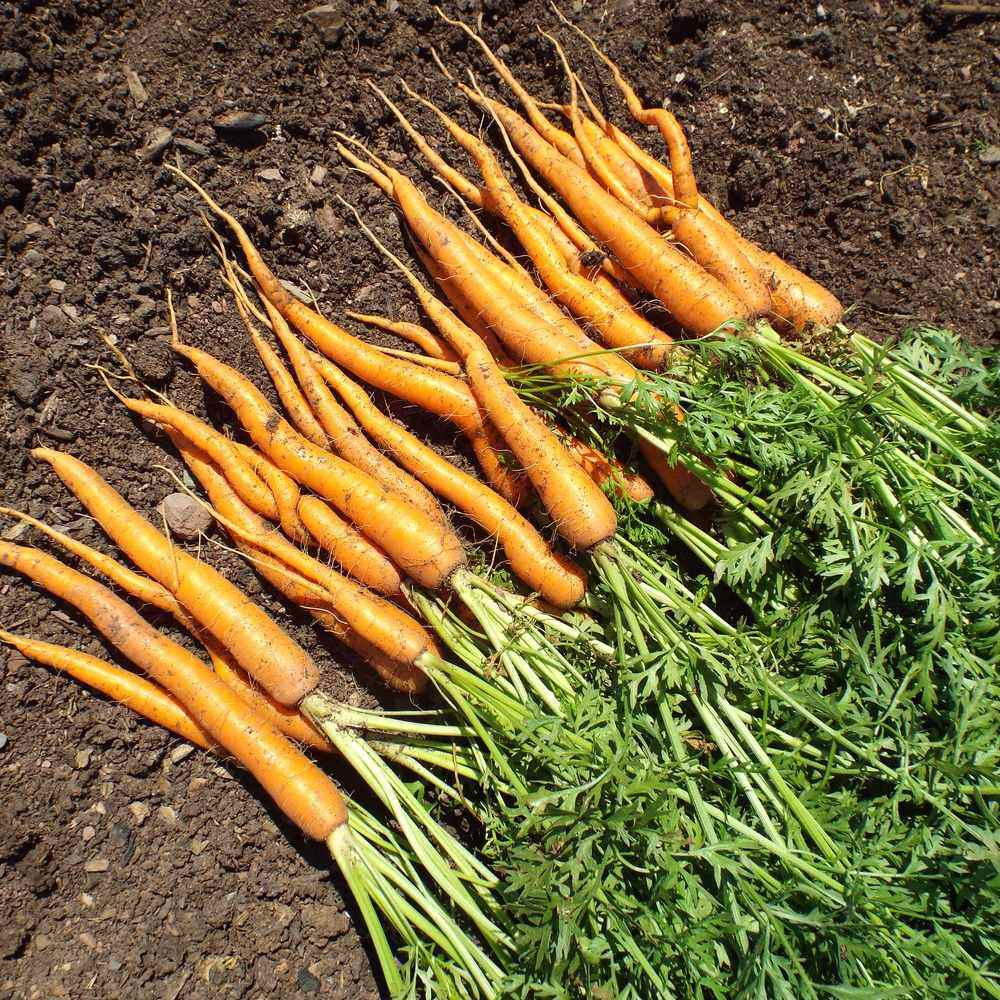 Tendersweet Carrot Seeds - Image 4