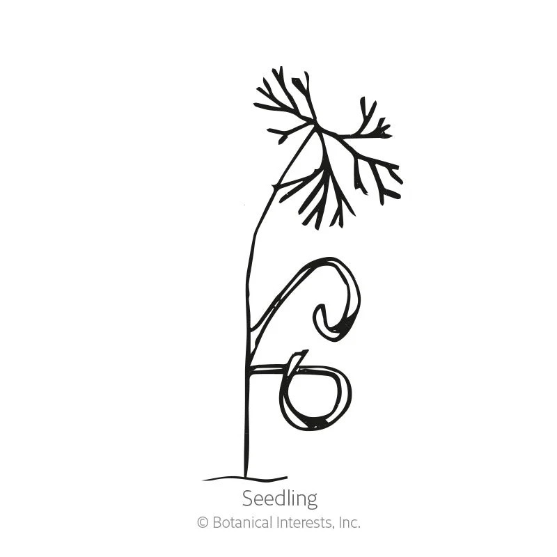 Tetra Dill Seeds - Image 2