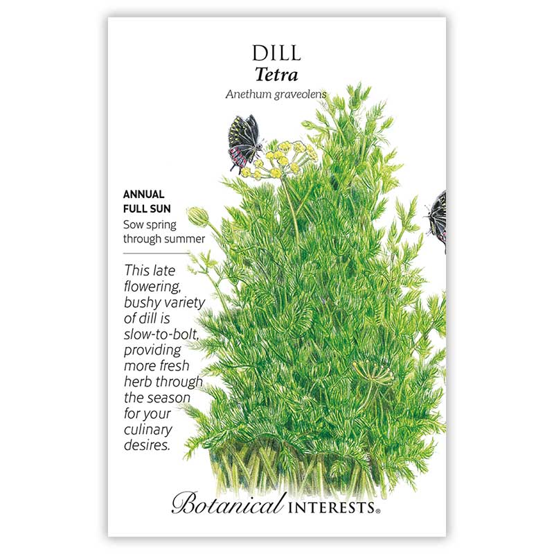 Tetra Dill Seeds - Image 3