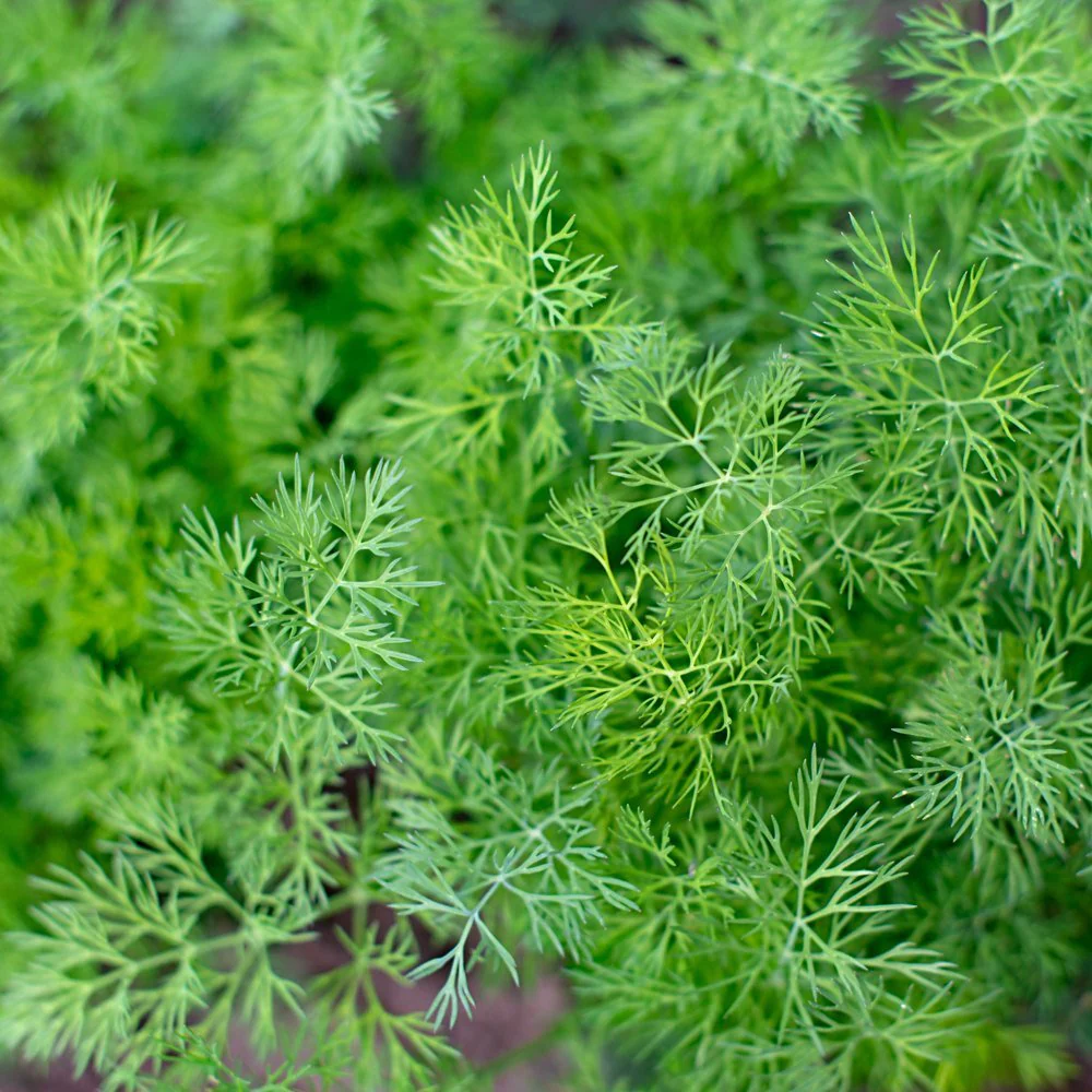 Tetra Dill Seeds - Image 4