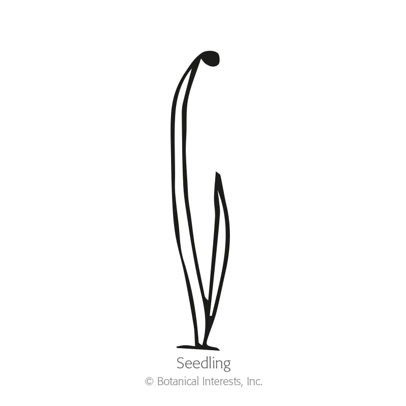 Texas Early Grano Bulb Onion Seeds - Image 2