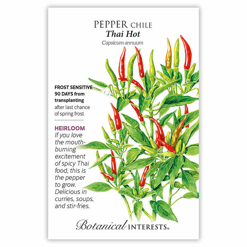 Thai Hot Chile Pepper Seeds - Image 3