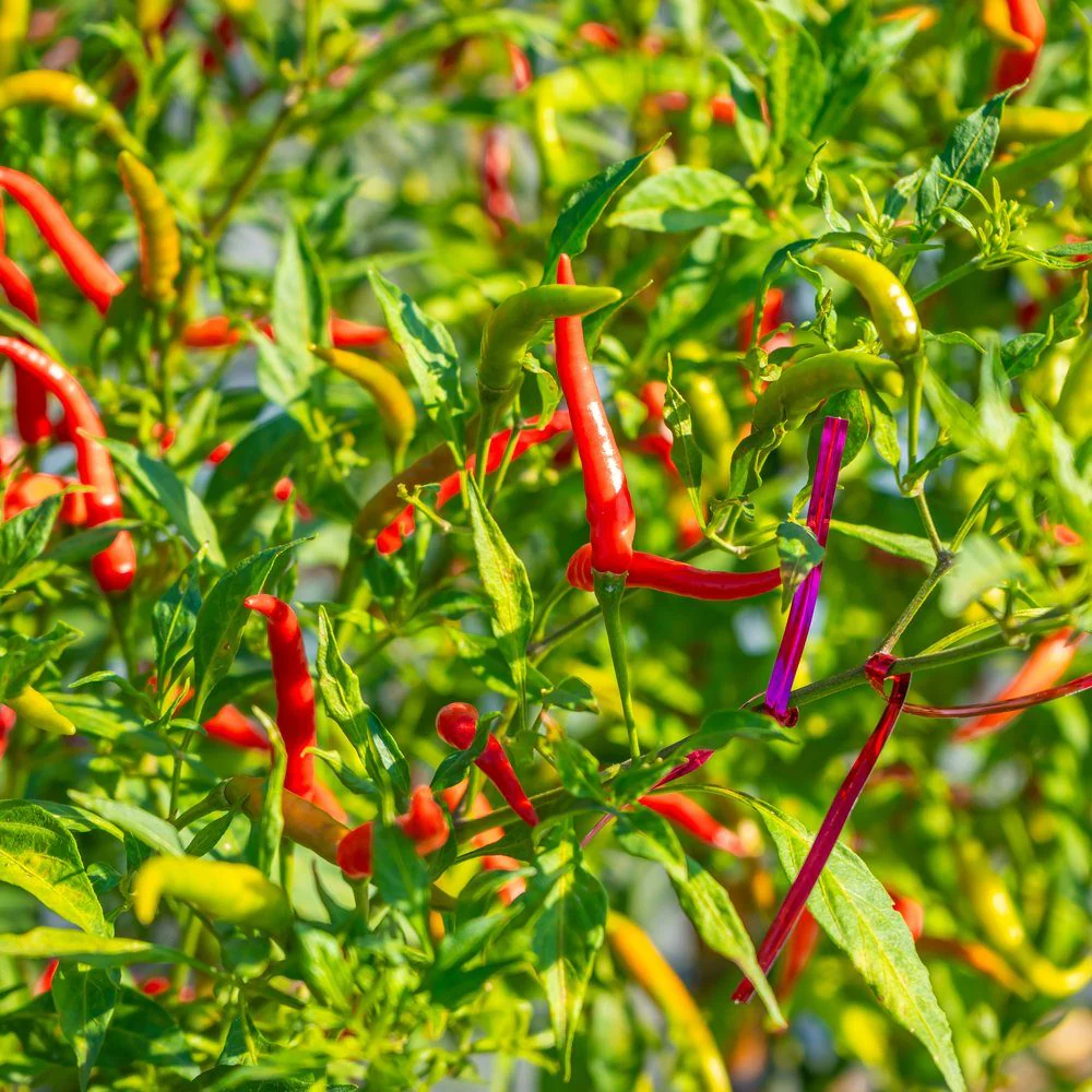 Thai Hot Chile Pepper Seeds - Image 4