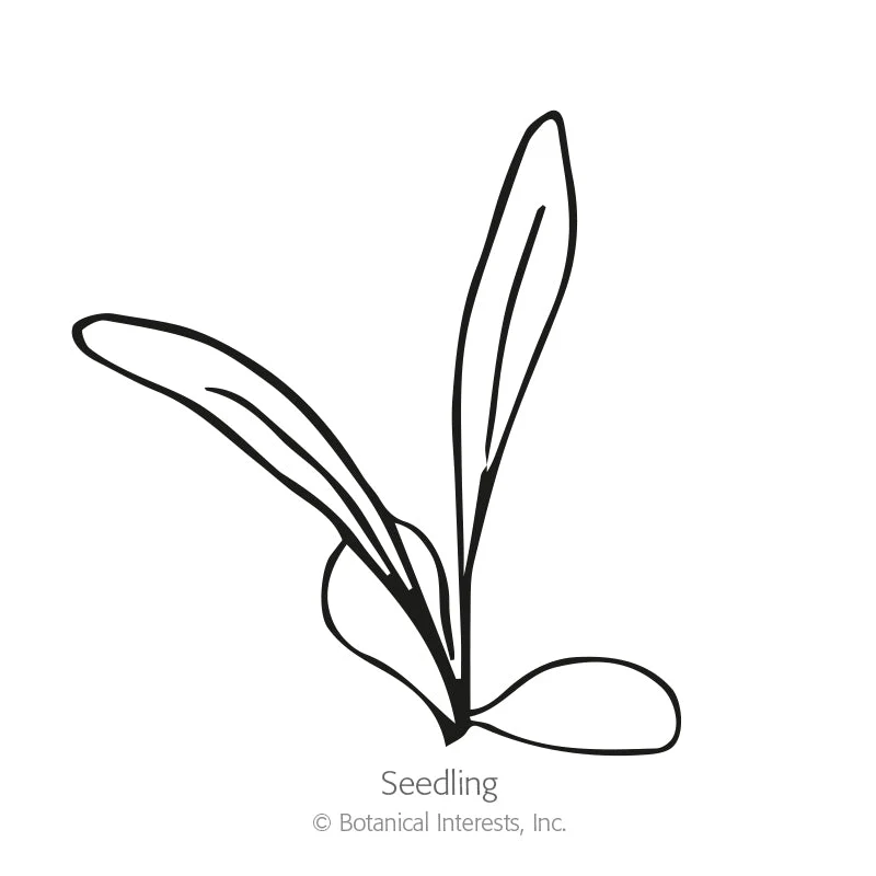 The Bride Bachelor's Button Seeds - Image 2