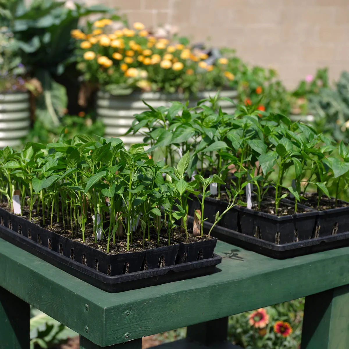 The Premium Seed Starting Kit - Image 7