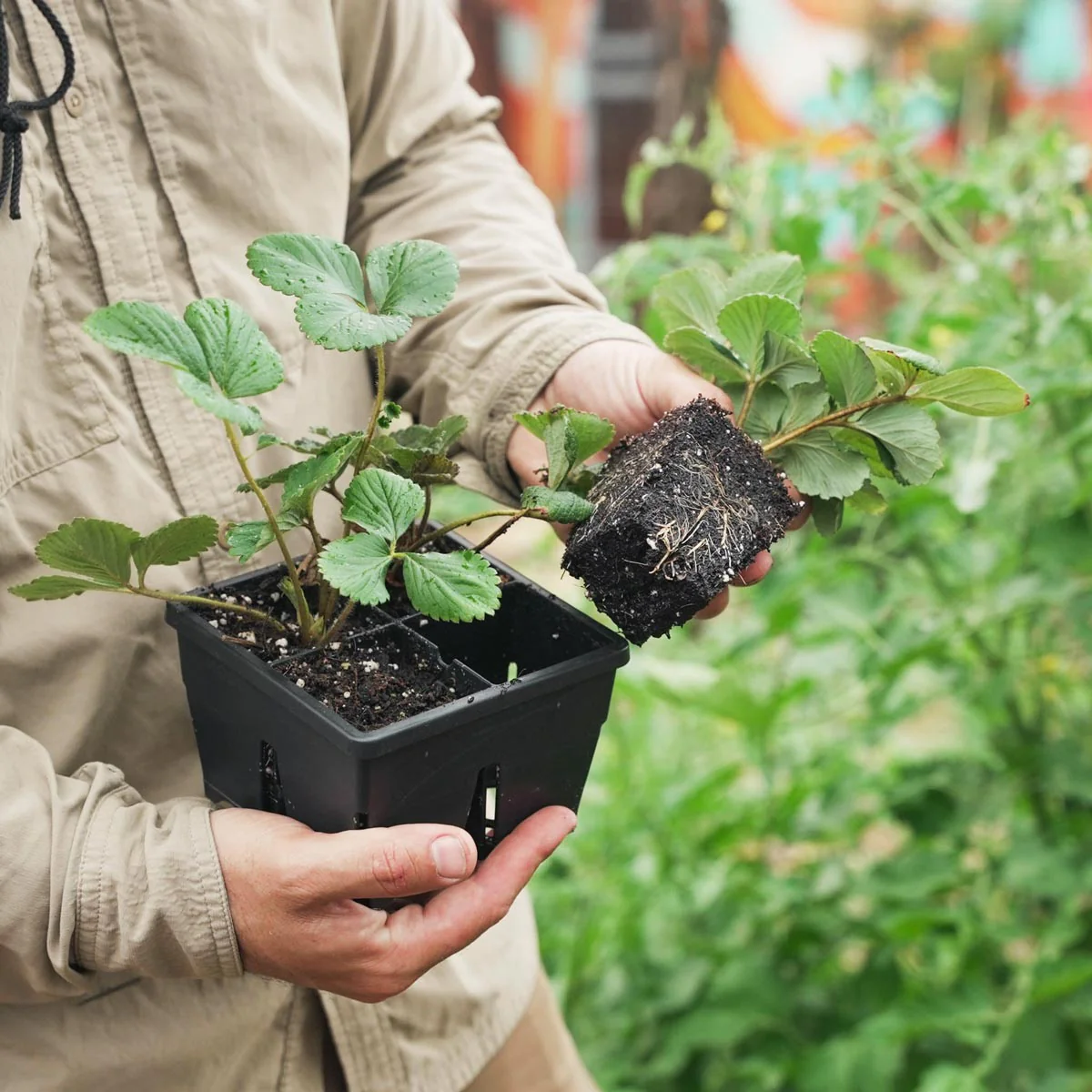 The Premium Seed Starting Kit - Image 8
