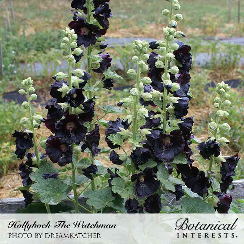 The Watchman Hollyhock Seeds - Image 4