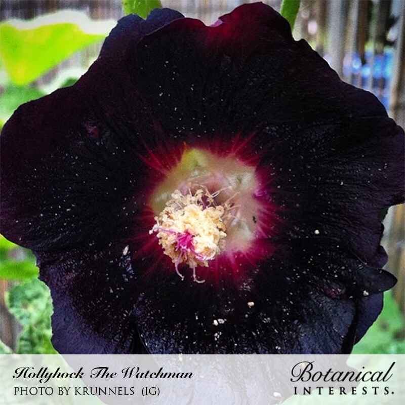 The Watchman Hollyhock Seeds - Image 5