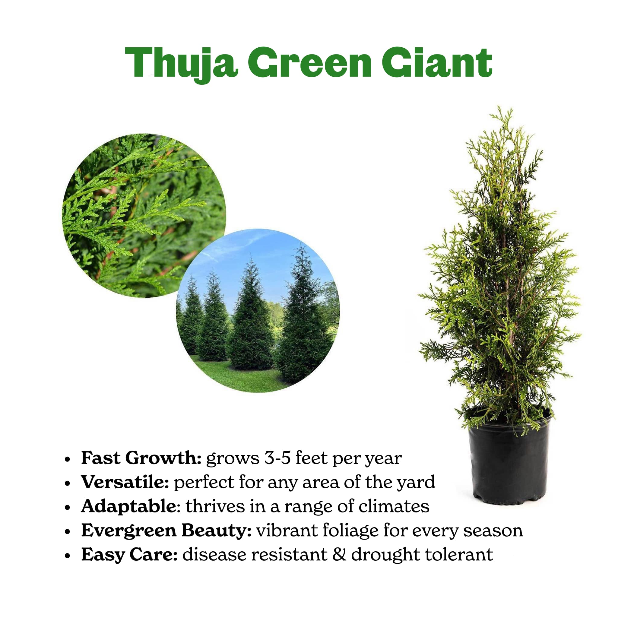 Thuja Green Giant - Image 2