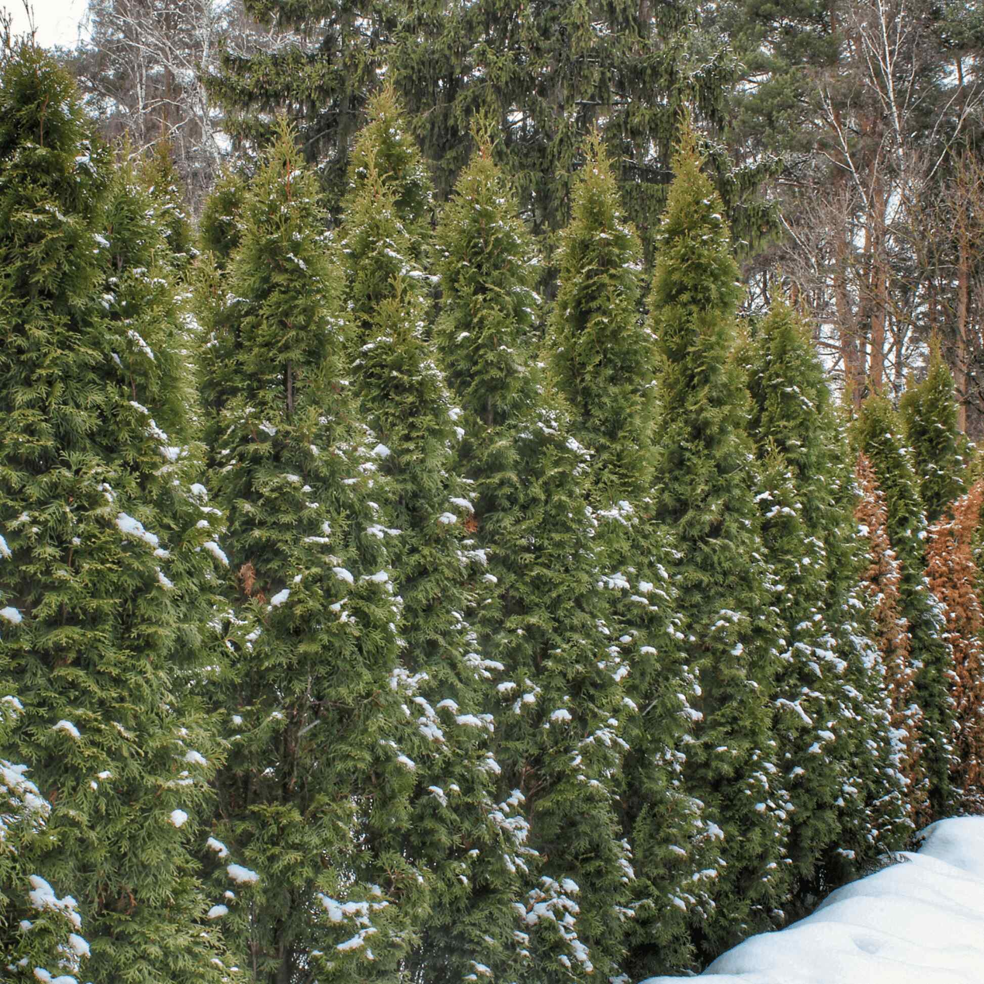 Thuja Green Giant - Image 3