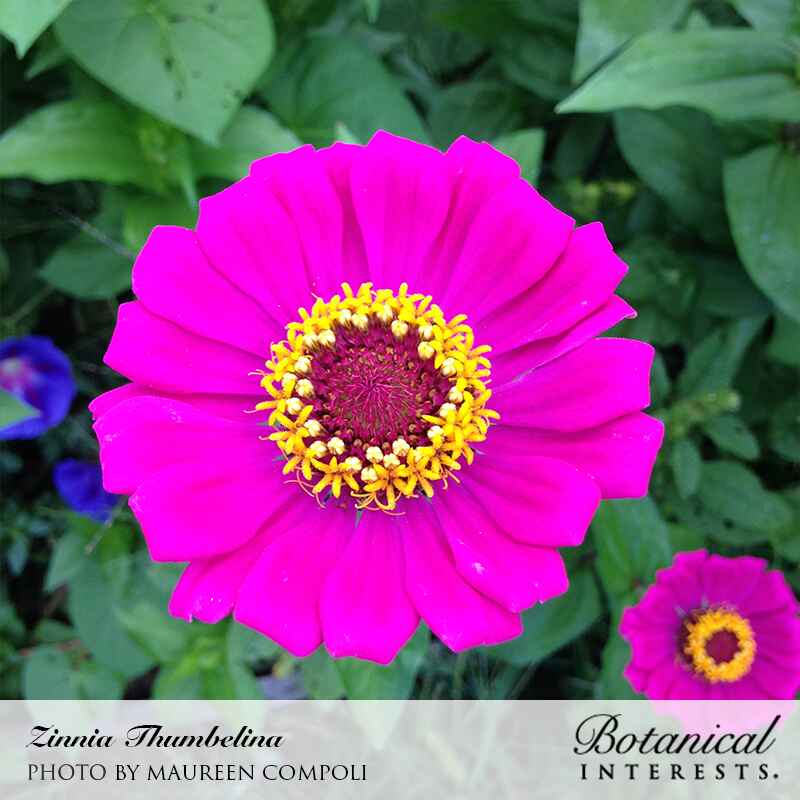 Thumbelina Zinnia Seeds - Image 6