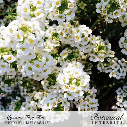 Tiny Tim Sweet Alyssum Seeds - Image 4